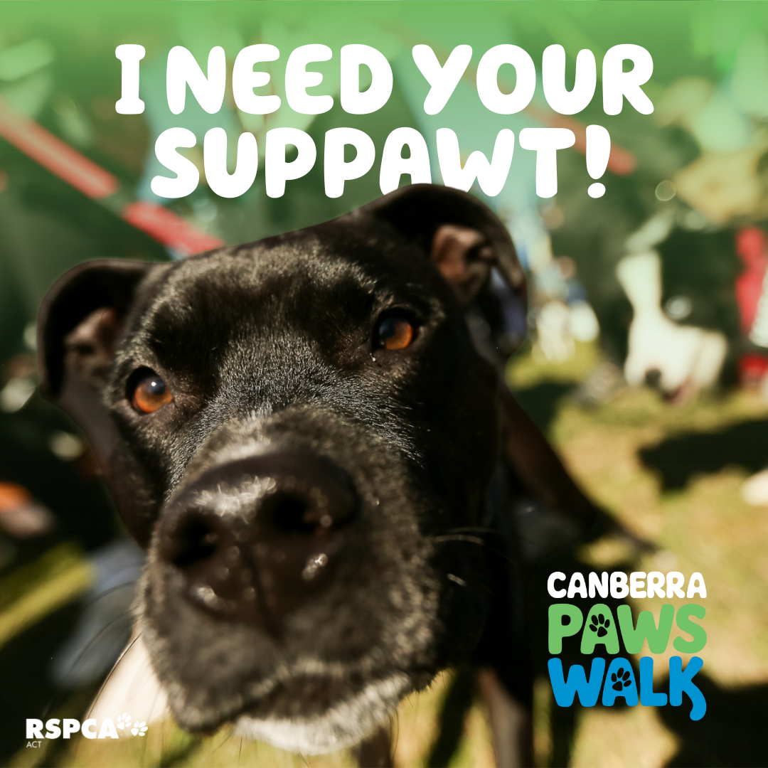 Canberra Paws Walk Fundraising Social Post 3