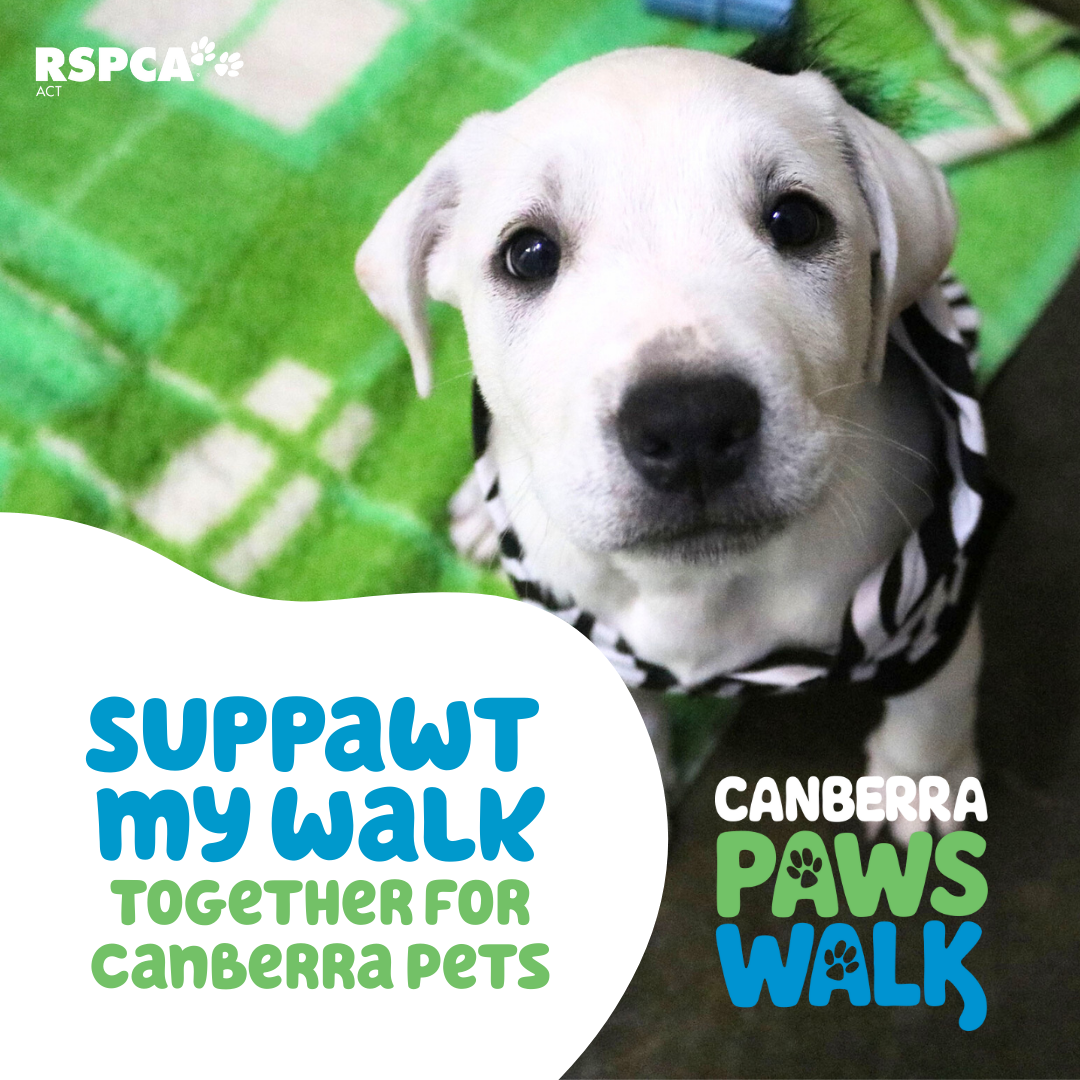 Canberra Paws Walk Fundraising Social Post 1