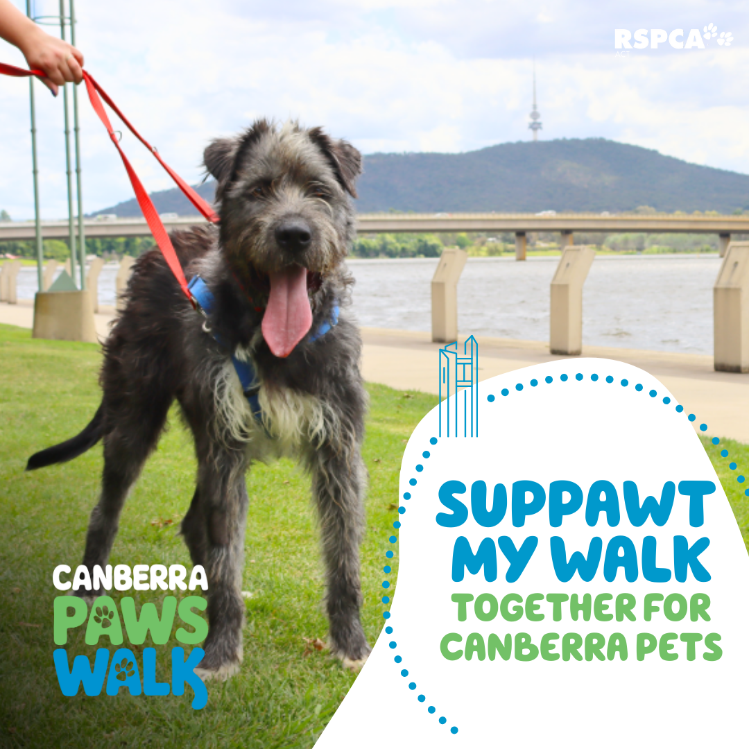 Canberra Paws Walk Fundraising Social Post 6