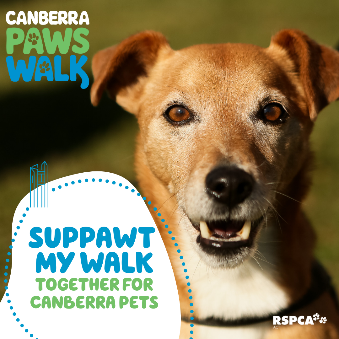 Canberra Paws Walk Fundraising Social Post 2
